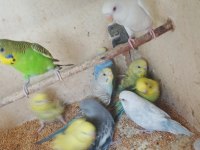 Yavru alıştırmalik konusturmalik muhabbet kuşlar