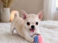 Mini Boy WC Eğitimli Chihuahua