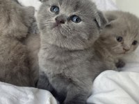 Safkan top kafa scottish fold oyuncu uygun fiyatlı yavrular