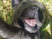 Mavi gözlü Blue cane corso bebekler erkek ve dişi