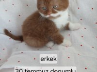 Çikolata Fawn Ve Cinnemon Bicolor Kedimiz