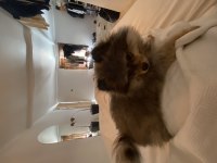 Pomeranian Boo