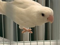 Albino Ve Lutino Takım Çift Sevda Papağanı
