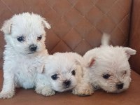 Maltese Terrier Kore Kan