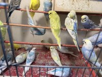 ELE KOLA ALIŞTIRMALIK MUHABBET KUŞU