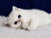 British Shorthair Silver ns12