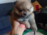 Adana Sarıçam 0 numara dişi pomeranian boo ayı surat