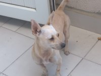 Aşı ve yemek masraflarına verilecek chihuahua