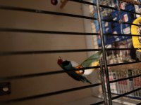 Goldian finch takımlar