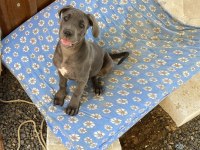 Cane corso blue bebekler
