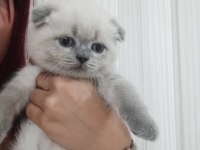 Scottish fold dişi yavrular