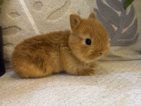 Hollanda Cücesi Netherland Dwarf Tavşan