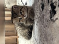 scottish fold dişi yavrum sahiplendirilecektir