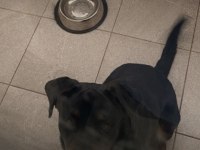 9 aylık rottweiler