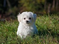 Maltese Terrier Xs Oyuncu Ve Uyumlu Yavrular