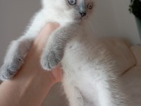 1 .5 aylık erkek scottish fold sahiplendirilecektir