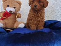 Şirin Kaliteli Orjinal Toy Poodle Yavrular