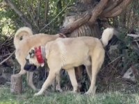Domuza Kurda Garantili Sürü Köpekleri