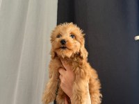 YAKIŞIKLI POODLE OĞLUMUZ