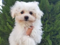 Sıfır numara maltese yavrularımız