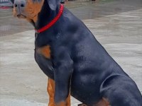 3.5 aylık A şecereli kaliteli doberman yavrular
