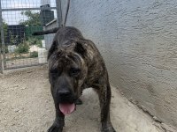 Presa Canario Yavrular Bursa