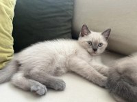 2 aylık saf british shorthair blue point kediler