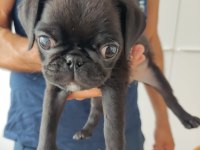 Siyah erkek pug yavru