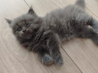 Son Kalan Erkek British Longhair
