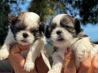 Shih-Tzu yavruları