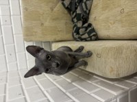 ORİJİNAL SPHYNX (TÜYSÜZ) YENİ YUVASINI ARIYOR
