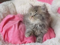 Longhair brıtısh bebegım