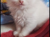 Scottish fold yavrular
