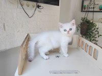 British Shorthair Ns11 Silver Point Yavru
