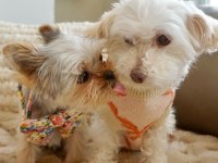 Teacup en minik boy yorkshire terrier