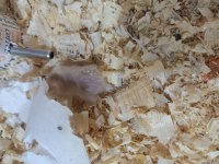 Mini hamsterlarımız