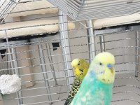 CİNS ÇİFT MUHABBET KUŞU YUMURTALI YAVRULU TAKIM