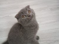 BRİTİSH SHORTHAİR KOCA KAFA OĞLUMUZ