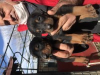 Üst kalite king doberman yavrularım