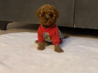 EV ORTAMINDA BAKILAN IRK VE SAĞLIK GARANTİLİ TOY POODLE