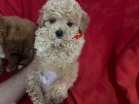 Yüksek Kalite Aşılı Maltipoo Yavrularımız