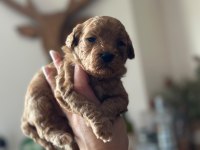 Irk Garantili Toy Poodle bebekler