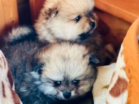 Pomeranian boo teslime hazır