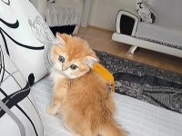 A KALİTE golden british shorthair bebekler