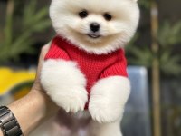 ÜST DÜZEY BELGELİ POMERANİAN BOO YAVRULARIMIZ