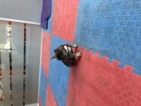 Safkan a kalite muhteşem genetik french bulldog yavruları