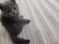 2.5 Aylık ERKEK British Shorthair