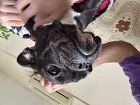 french bulldog