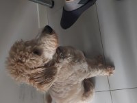 4 aylık yavru maltipoo