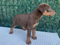 Doberman kızıl ırk